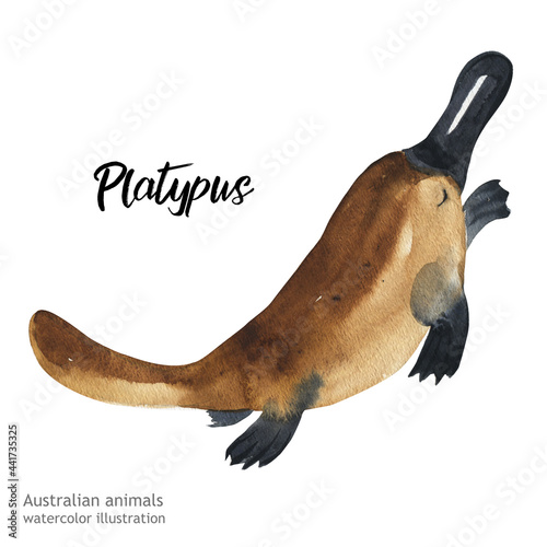 Australian animals watercolor illustration hand-drawn wildlife isolated on a white background. Platypus.