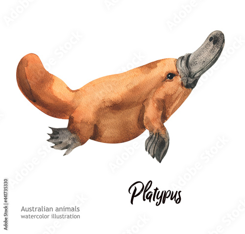 Australian animals watercolor illustration hand drawn wildlife isolated on a white background. Platypus.