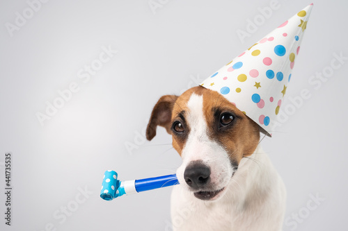 Funny Jack Russell Terrier dog wearing a birthday cap holding a whistle on a white background.