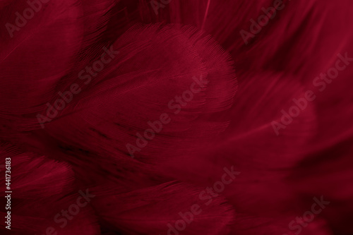 macro photo of red hen feathers. background or textura