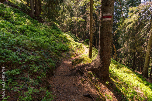 Beautiful mountain hike near Damuels along the Hochblanken ridge in Austria