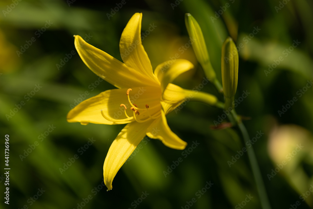 Beautiful yellow blooming lily on a blurred green natural background. Beautiful yellow blooming lily on a blurred green natural background.
