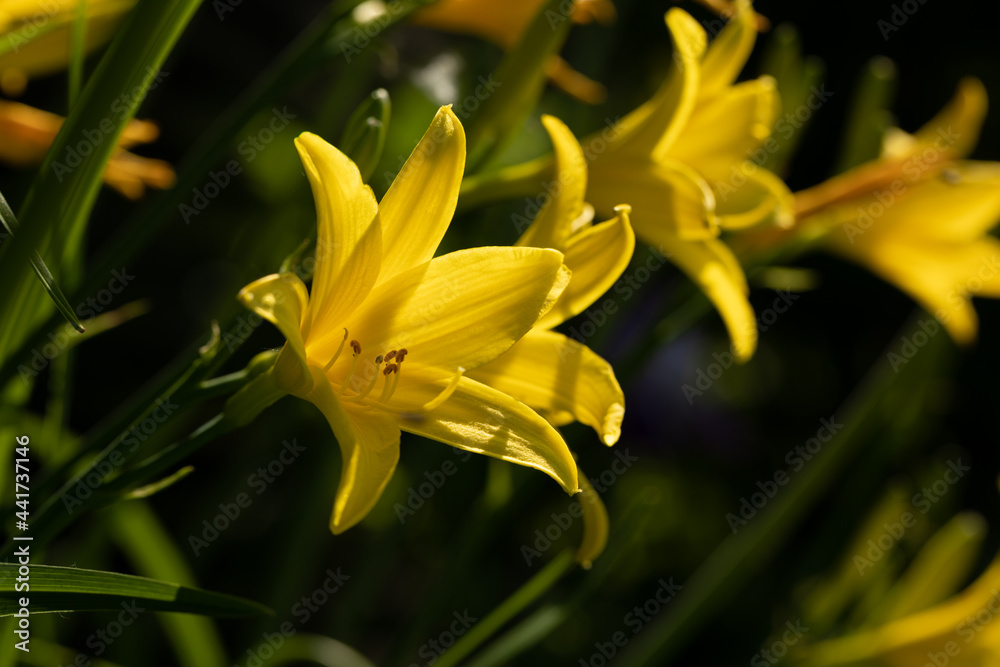 Beautiful yellow blooming lily on a blurred green natural background. Beautiful yellow blooming lily on a blurred green natural background.