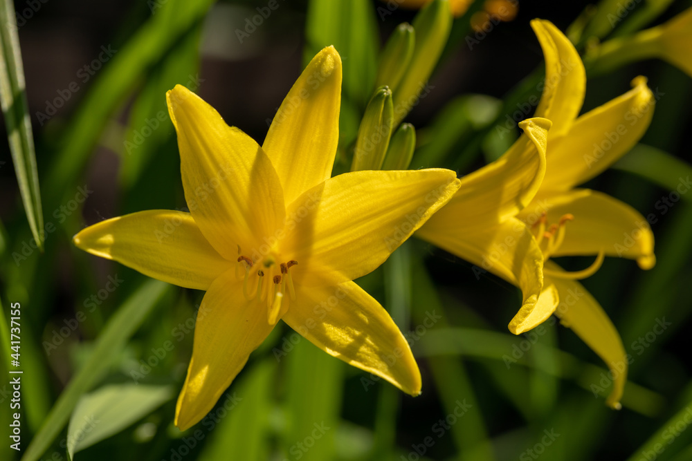 Beautiful yellow blooming lily on a blurred green natural background. Beautiful yellow blooming lily on a blurred green natural background.
