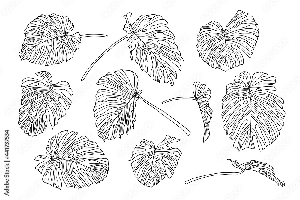 Set of monstera leaves. Line art design. Hand drawn exotic plants