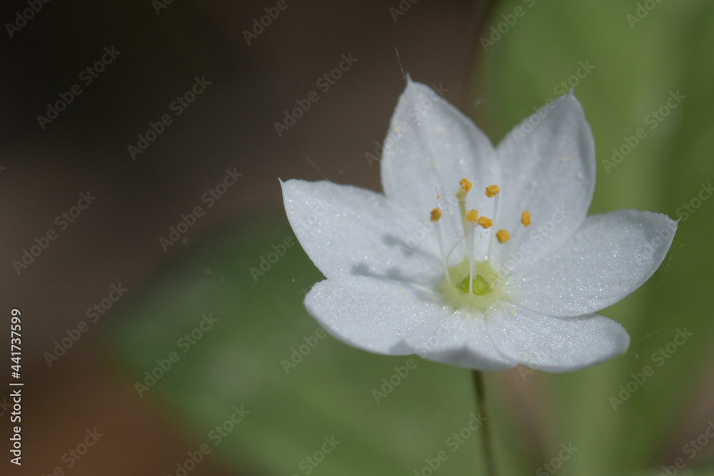 Trientalis europaea. Macro photo of a beautiful white flower