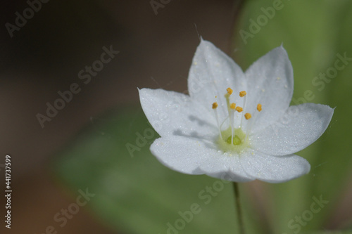 Trientalis europaea. Macro photo of a beautiful white flower