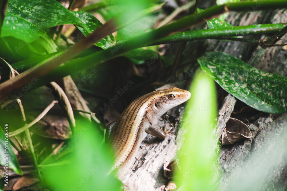 The baby monitor lizard on the tree. Newly hatched monitor lizard on tree. The baby monitor lizard on the tree. Newly hatched monitor lizard on tree.