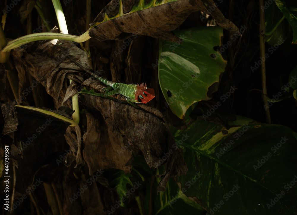 Zielono czerwony kameleon na tle tropikalnych roślin. - obrazy, fototapety, plakaty 
