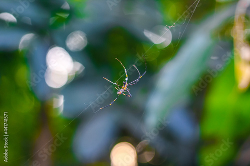 Spider sitting on the web with green background. Dewdrops on spider web (cobweb) closeup with green and bokeh background for the wallpaper.