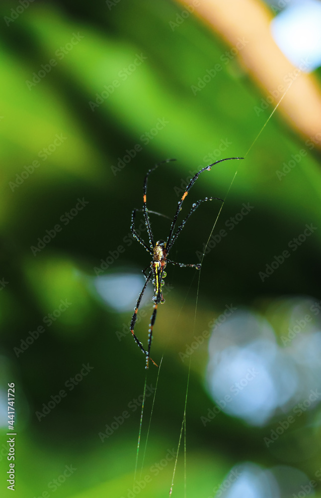 Spider sitting on the web with green background. Dewdrops on spider web (cobweb) closeup with green and bokeh background for the wallpaper. Spider sitting on the web with green background. Dewdrops on spider web (cobweb) closeup with green and bokeh background for the wallpaper.