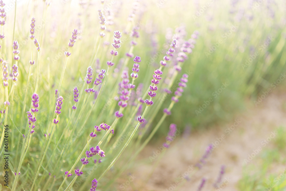 Obraz premium Panorama of lavender field morning summer blur background. Summer lavender. Floral background. Shallow depth of field