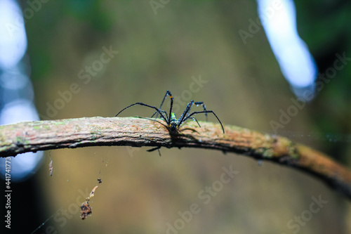 Fototapeta Naklejka Na Ścianę i Meble -  Spider sitting on the tree branch. Dewdrops on spider closeup with background for the wallpaper.