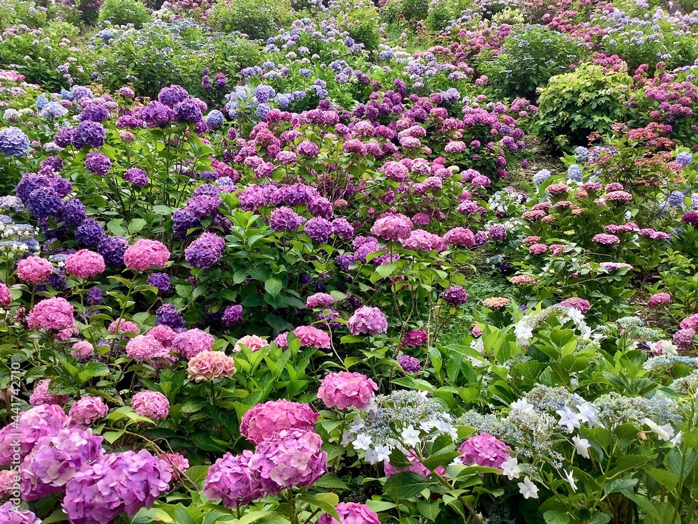 Hydrangea that blooms all over in June Hydrangea that blooms all over in June
