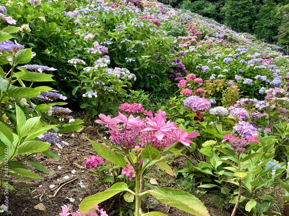 Hydrangea that blooms all over in June Hydrangea that blooms all over in June