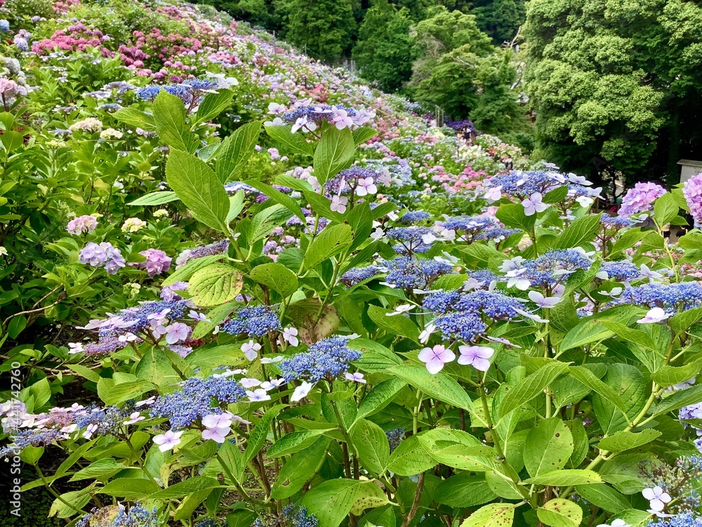 Hydrangea that blooms all over in June Hydrangea that blooms all over in June