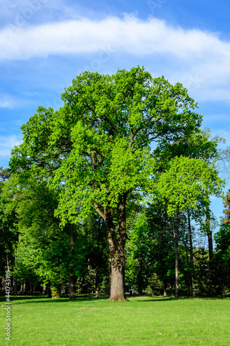 Landscape with old green trees in Mogosoaia Park (Parcul Mogosoaia), a weekend attraction close to Bucharest, Romania, in a sunny spring day.