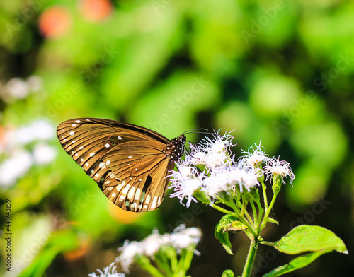 Euploea Core or Common Indian Crow Butterfly having sweet nectar on a flower. Macro butterflies collecting honey and pollinate. photo