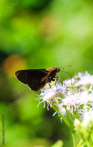 Small Branded Swift Butterfly or Pelopidas Mathias or Lesser Millet Skipper having sweet nectar on a flower. Macro butterflies collecting honey and pollinate. © NadimMahmudHimu