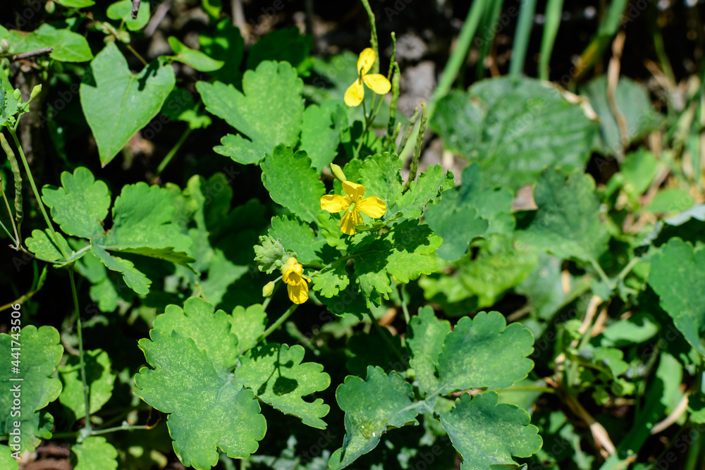 Close up of small yellow flower of Chelidonium majus plant, commonly known as greater celandine, nipplewort, swallowwort, or tetterwort, in a sunny spring garden, beautiful outdoor floral background. Close up of small yellow flower of Chelidonium majus plant, commonly known as greater celandine, nipplewort, swallowwort, or tetterwort, in a sunny spring garden, beautiful outdoor floral background.