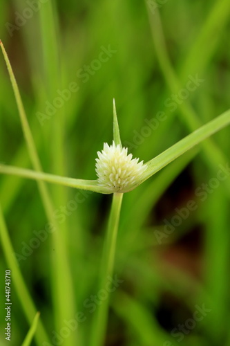 white flower of a kyllinga brevifolia photo