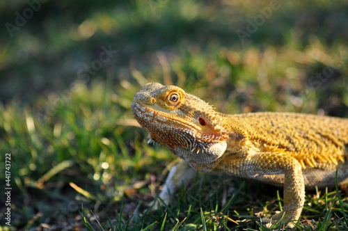 Bearded Dragon in orange