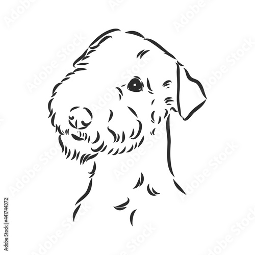 Airedale Terrier Dog. hand drawn. Vector illustration