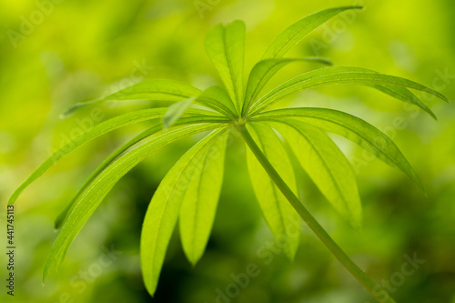Lupin plant leaf in backlight landscape orientation