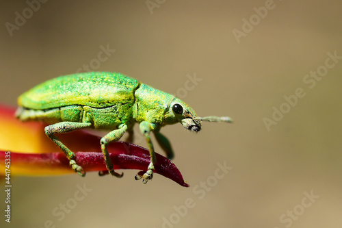 Green insects perched beautifully.