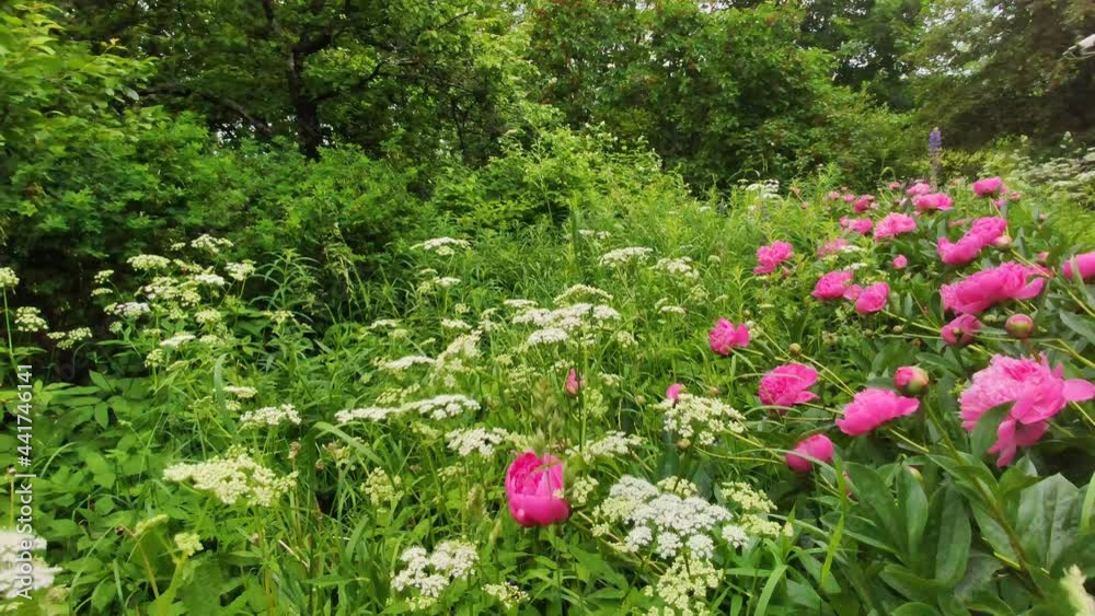 Peonies and wild aegopodium plants in summer garden Peonies and wild aegopodium plants in summer garden
