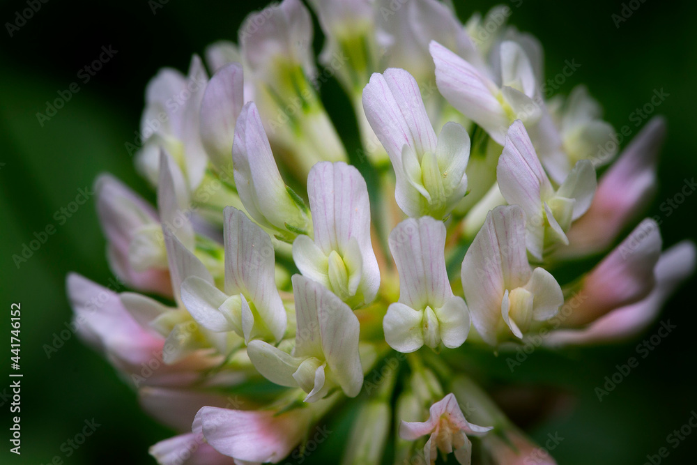 close up of a pink flower