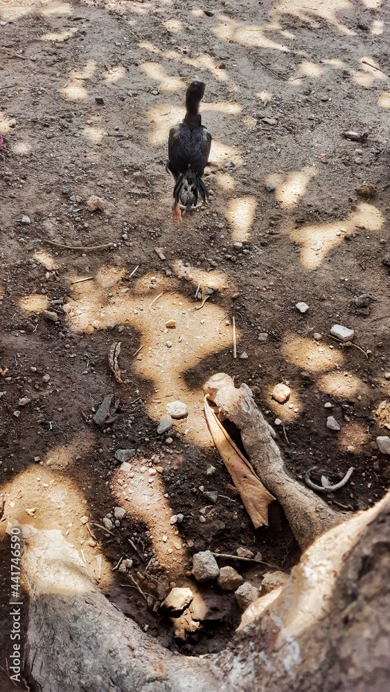 Sunlight following a chicken Stock Photo Adobe Stock