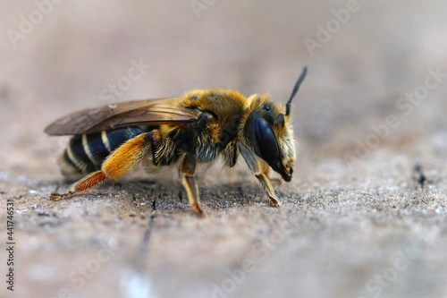 Macro shot of a female small Gorse mining bee or Andrena Ovatula on stone photo