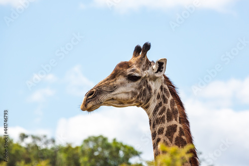 Close-up portrait of a female giraffe, Ithala Game Reserve, KwaZulu-Natal, South Africa © Jürgen Bochynek