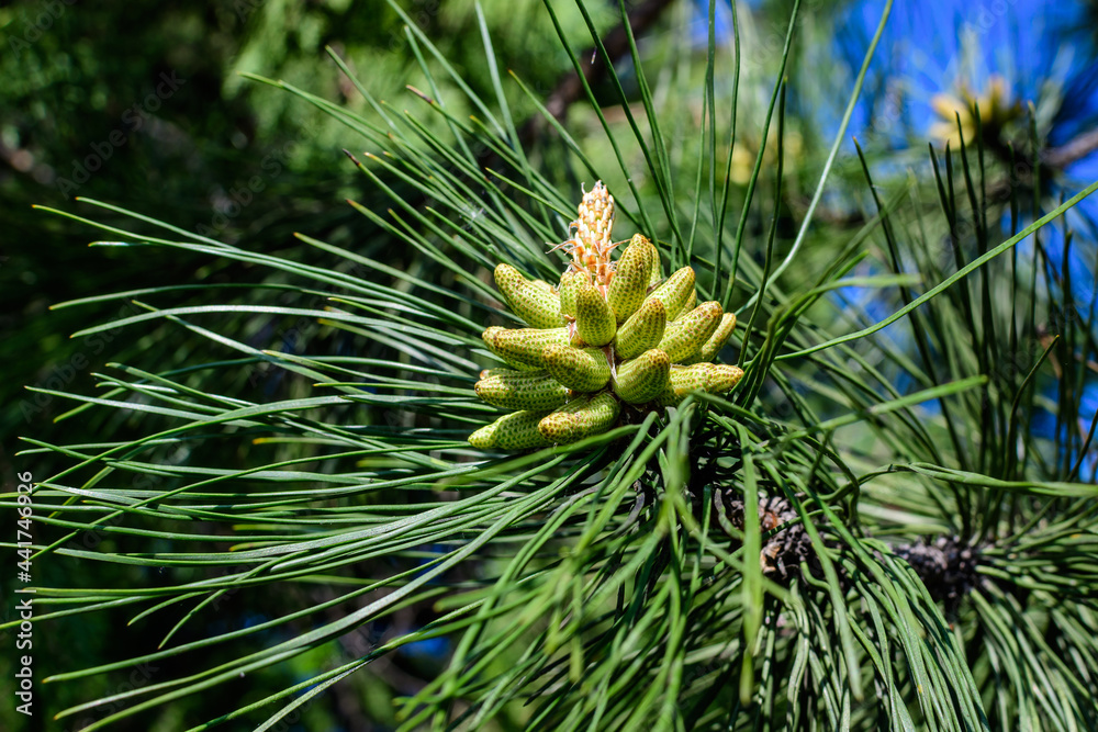 Close up of delicate small green leaves of pine conifer tree in a sunny spring garden, beautiful outdoor monochrome background photographed with selective focus. Close up of delicate small green leaves of pine conifer tree in a sunny spring garden, beautiful outdoor monochrome background photographed with selective focus.