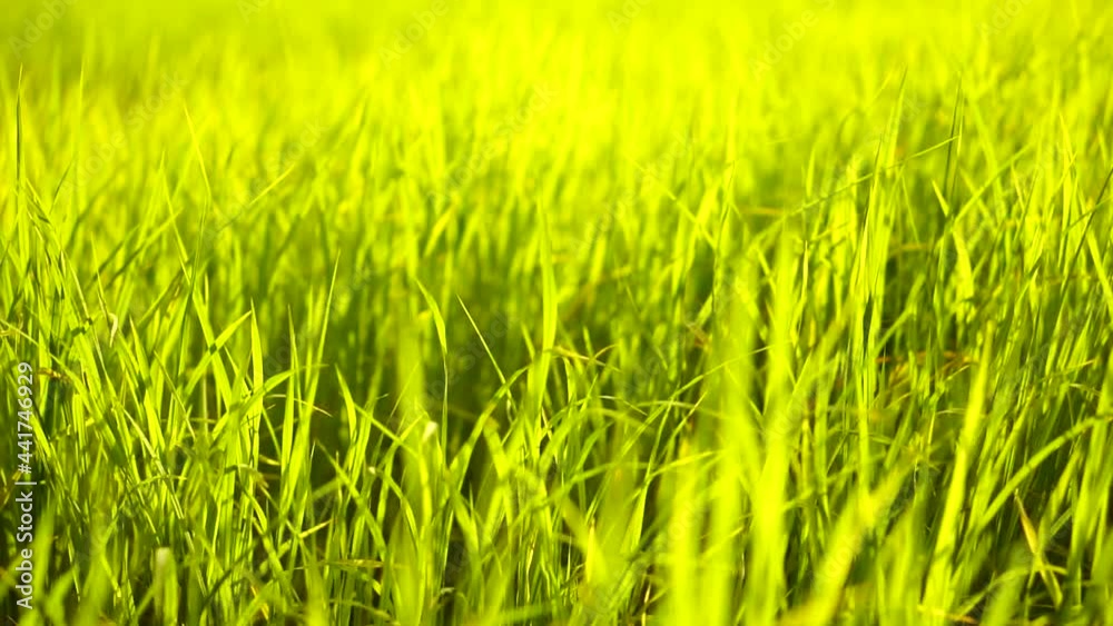 Slow motion Wind blowing through meadow greenery
