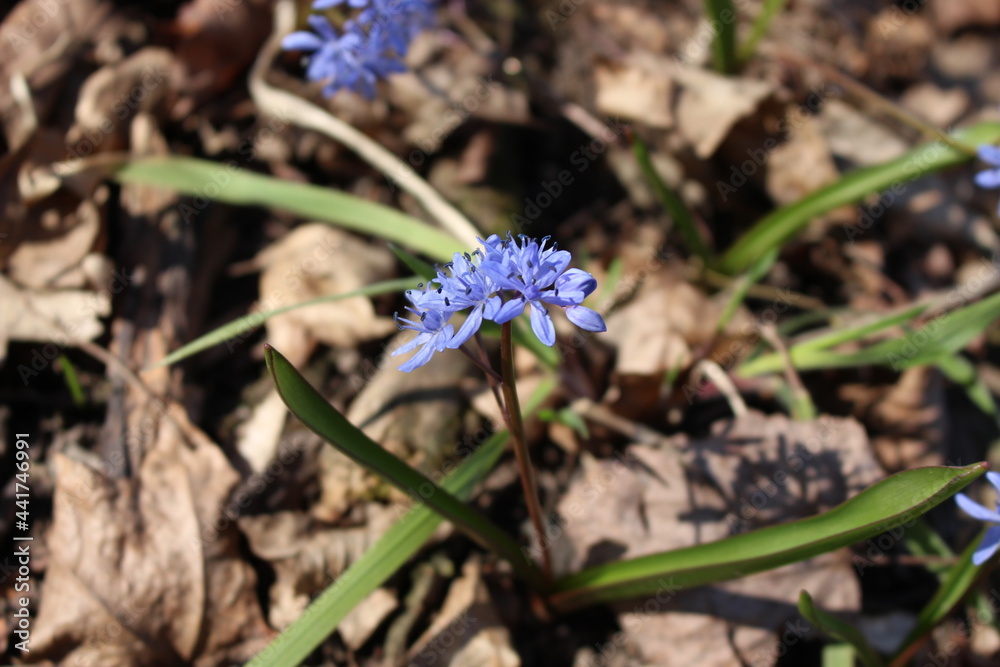 Delicate blue galanthuses bloom among dry last year's leaves in a spring forest Delicate blue galanthuses bloom among dry last year's leaves in a spring forest