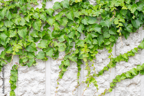 green ivy on wall © kapinon