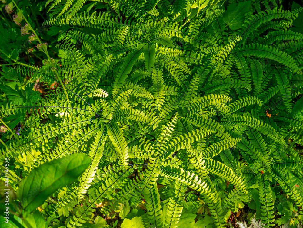 Close up of Holly fern (Cyrtomium falcatum)
Close up of Holly fern (Cyrtomium falcatum)