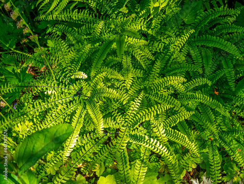 Close up of Holly fern (Cyrtomium falcatum)
 photo
