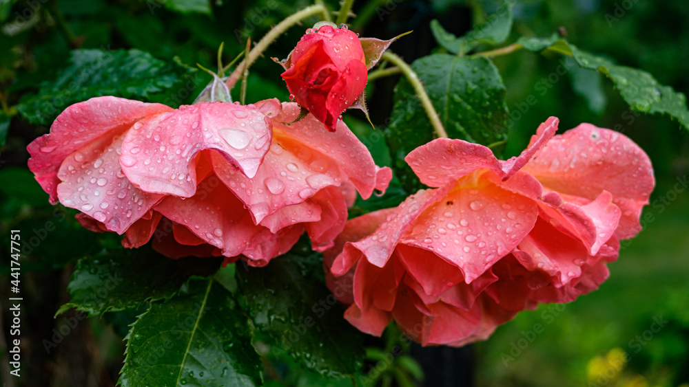 Rosenblüten und Blätter mit Regentropfen benetzt