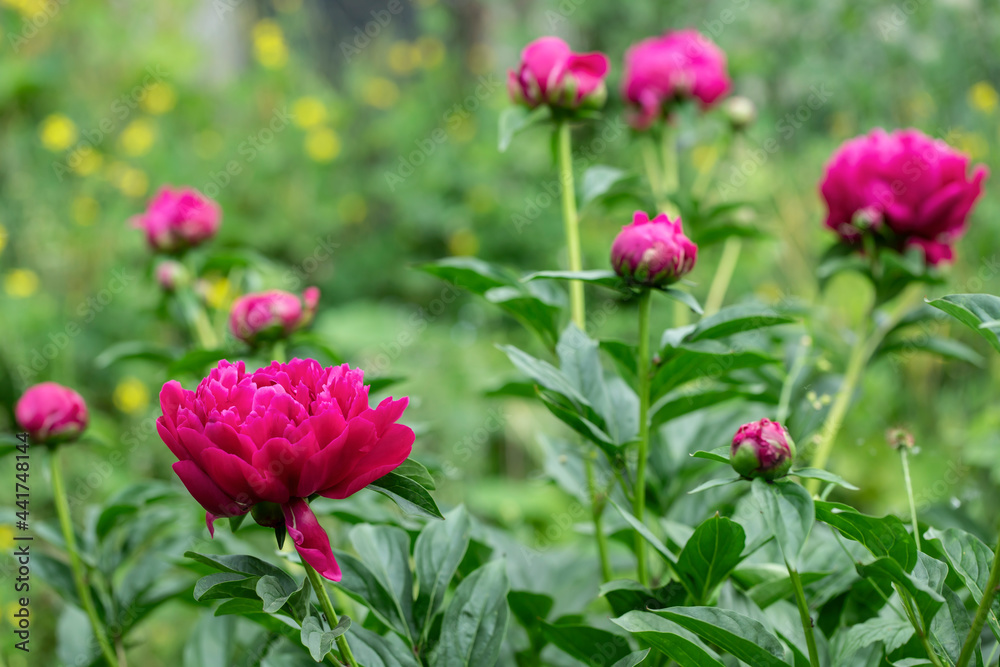 Dark pink peony blossoms (genus Peonia). Focus on the blossom in the lower left.