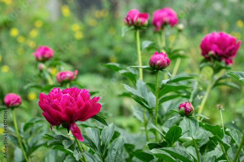 Dark pink peony blossoms (genus Peonia). Focus on the blossom in the lower left.