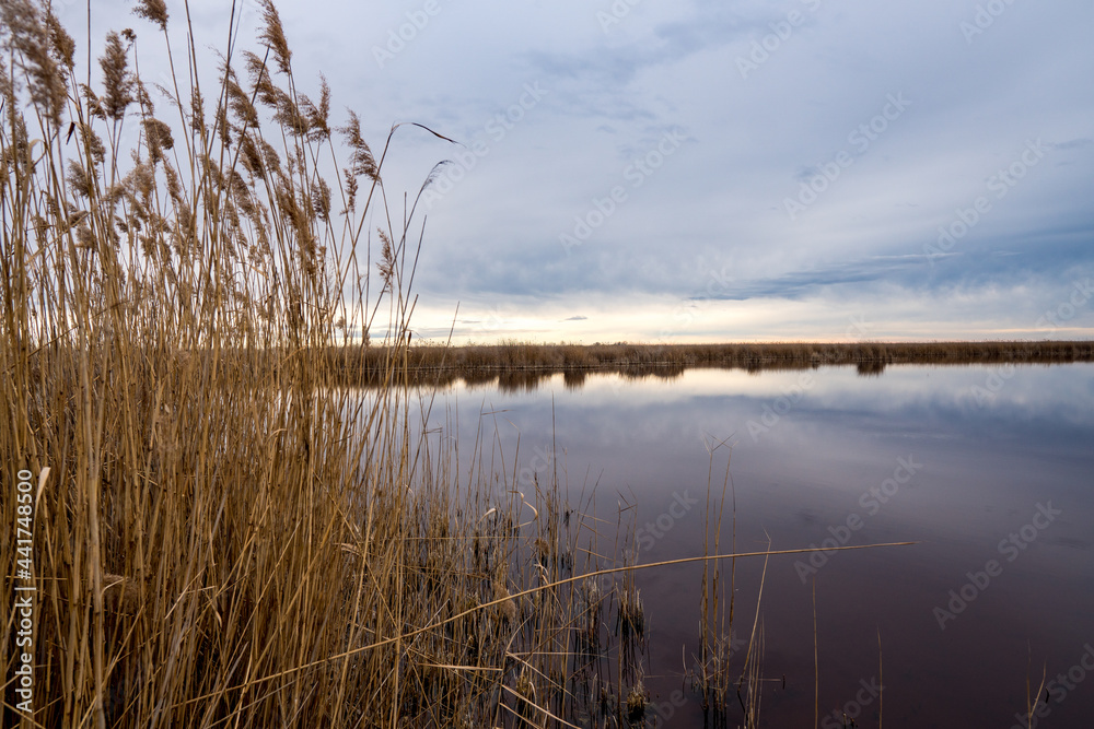 Schilf und See am Neusiedlersee im Burgenland