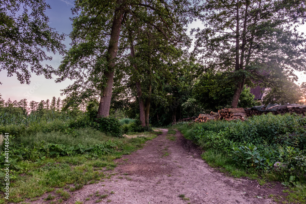 Waldweg mit Holzstapel