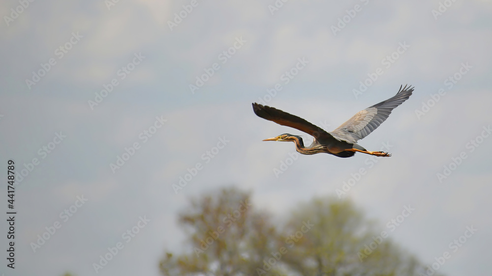 Redhead heron in flight outdoors in the wild, close-up. Redhead heron in flight outdoors in the wild, close-up.