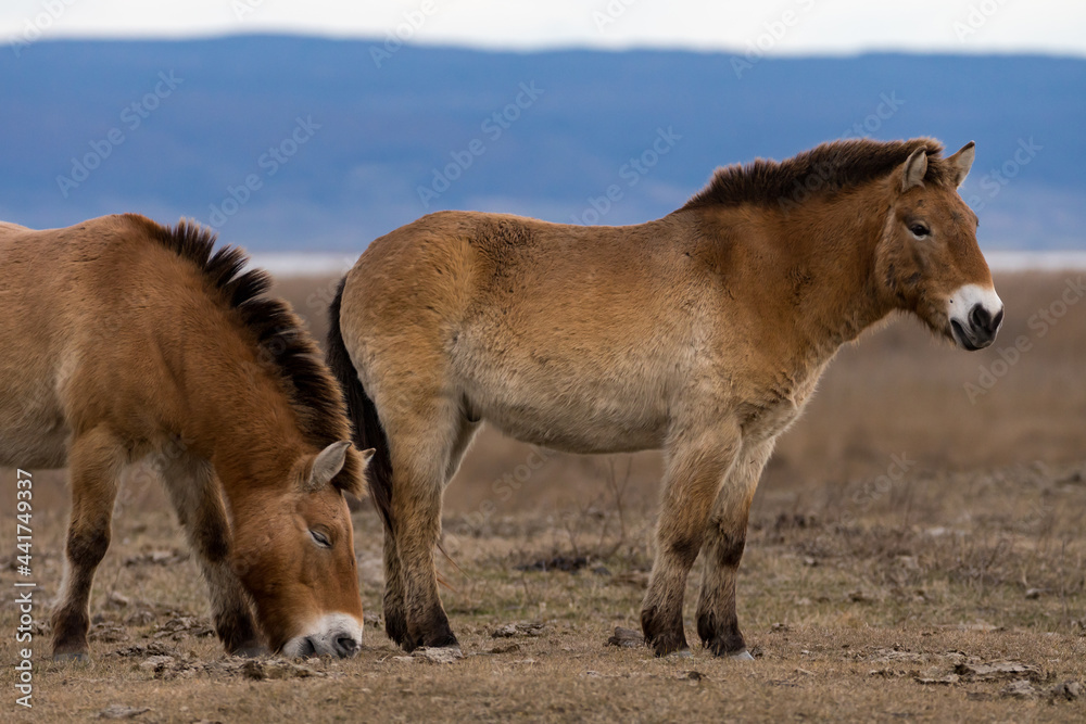 Fototapeta premium Przewalski Pferde bzw. Urpferde in der panonischen Tiefebene am Neusiedlersee