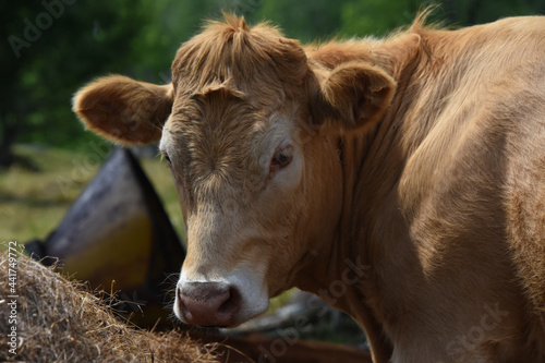 Wallpaper Mural Pretty cow in a Quebec farm in the Canadian coutryside Torontodigital.ca
