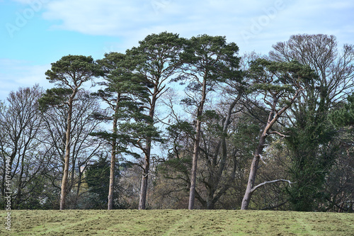 Beautiful spring view of tall pine and other old trees in ivy (Hedera helix) with cut lawn grass in Ballawley Park, Sandyford, Dublin, Ireland. High resolution. Irish rural landscape photo