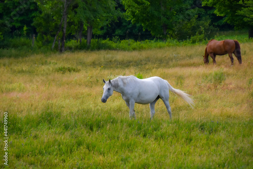 Pretty horse on a Canadian farm in the province of Quebec 